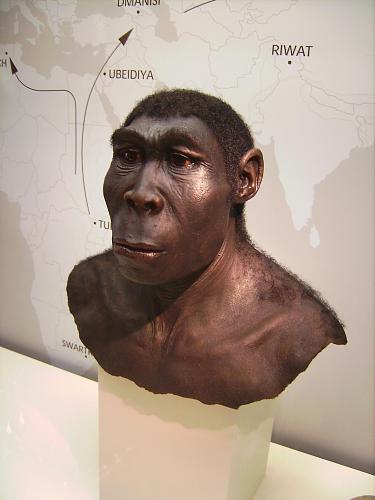 Нажмите на изображение для увеличения
Название: Homo_erectus.jpg
Просмотров: 1004
Размер:	116.4 Кб
ID:	4346