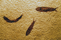 Название: PC148464.JPG
Просмотров: 18028
Размер: 82.1 Кб